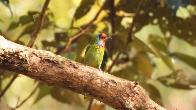 Malabar Barbet - ML645484529