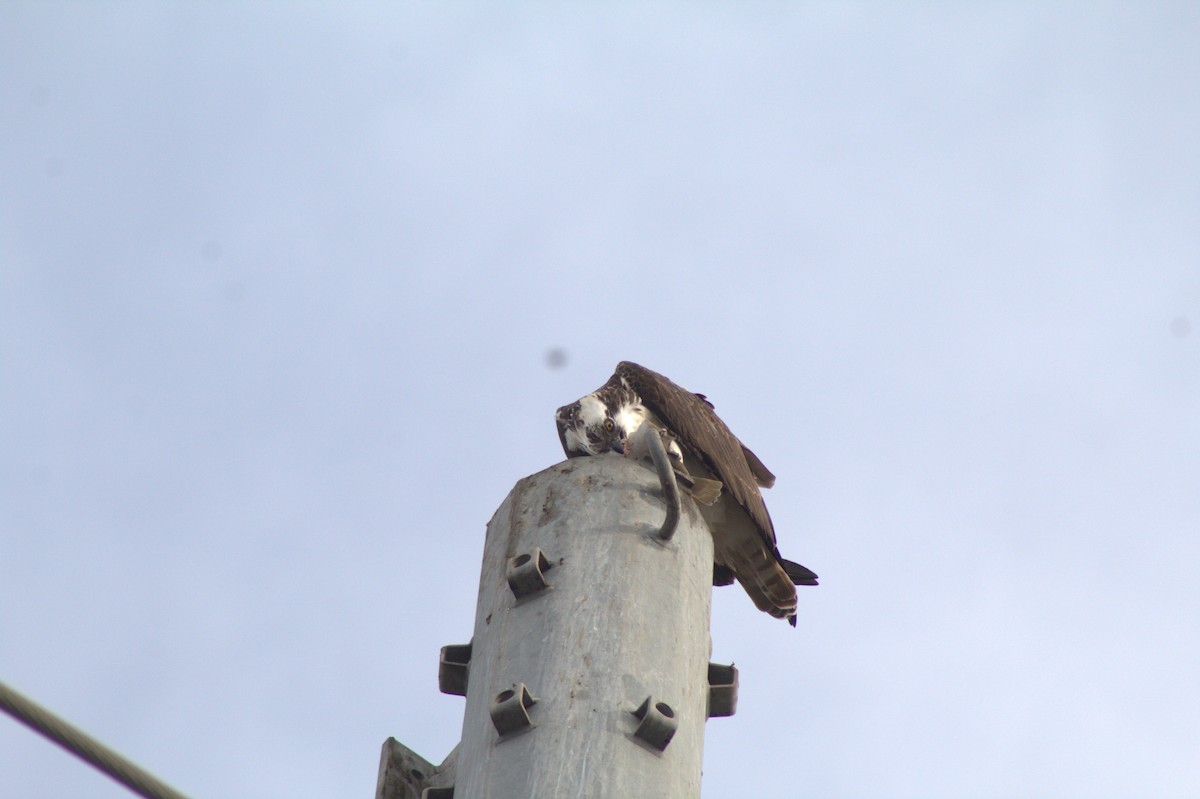 Arrano arrantzalea - ML645484531