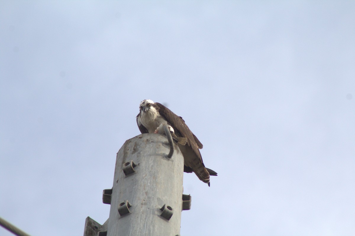 Arrano arrantzalea - ML645484532