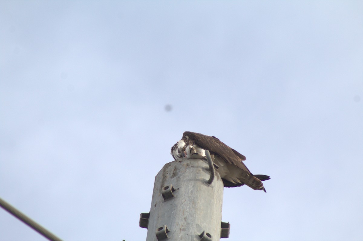 Arrano arrantzalea - ML645484533