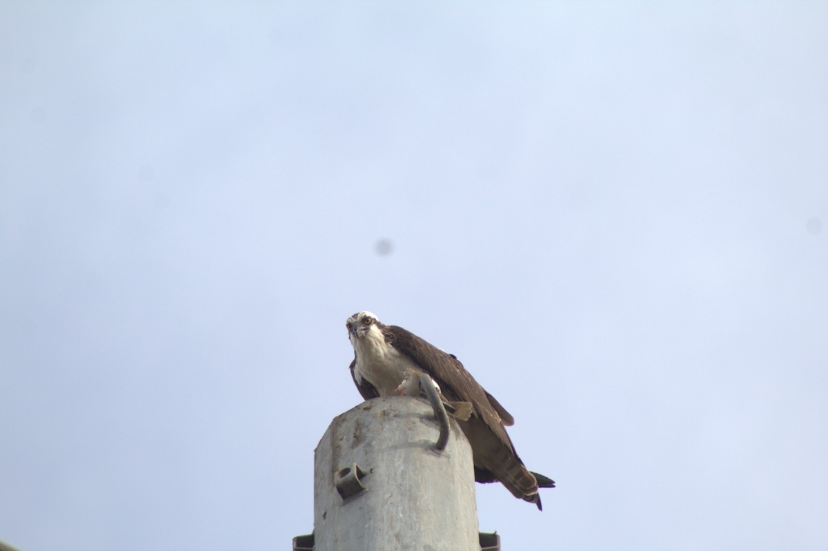 Arrano arrantzalea - ML645484534