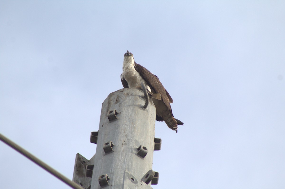 Arrano arrantzalea - ML645484535