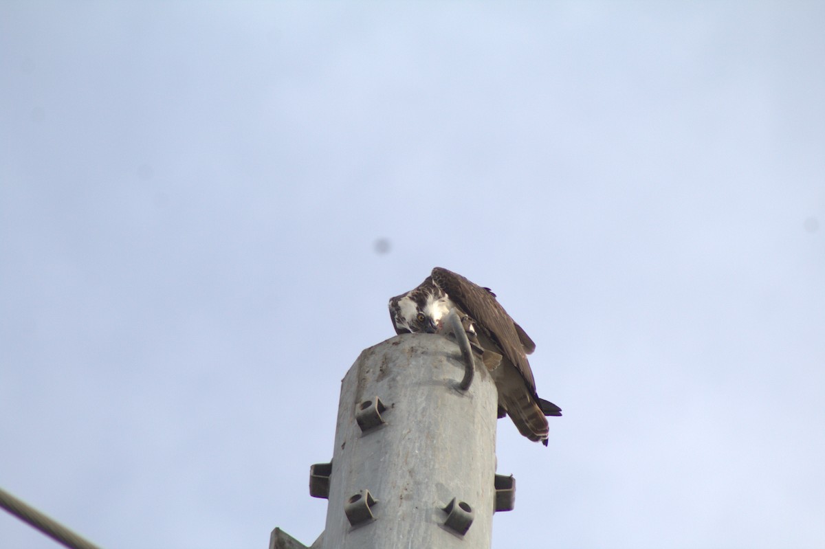 Arrano arrantzalea - ML645484536