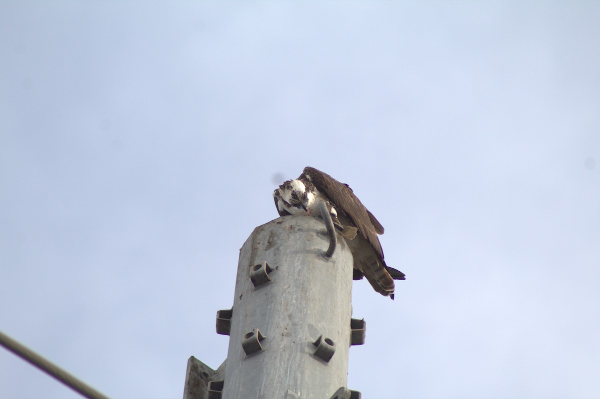 Arrano arrantzalea - ML645484537