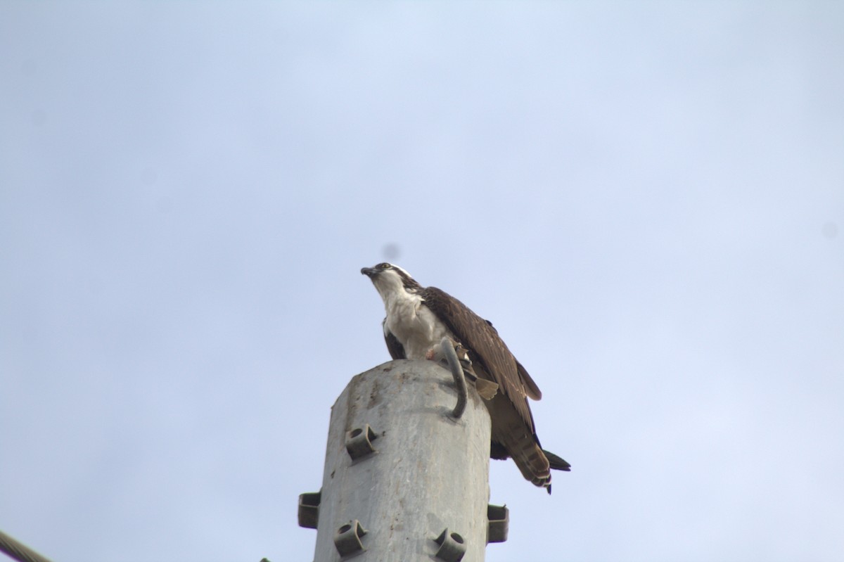 Arrano arrantzalea - ML645484538