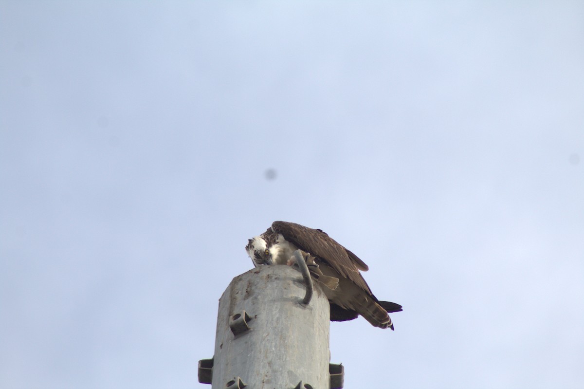 Arrano arrantzalea - ML645484539