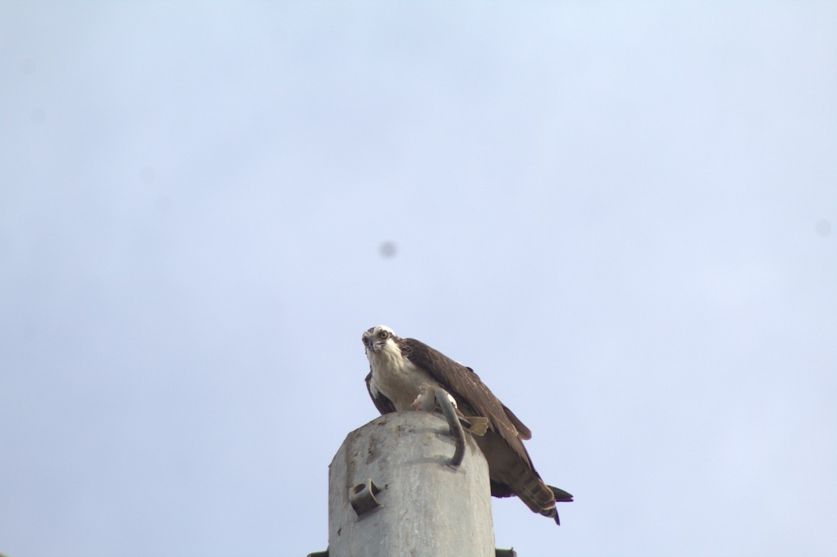 Arrano arrantzalea - ML645484540