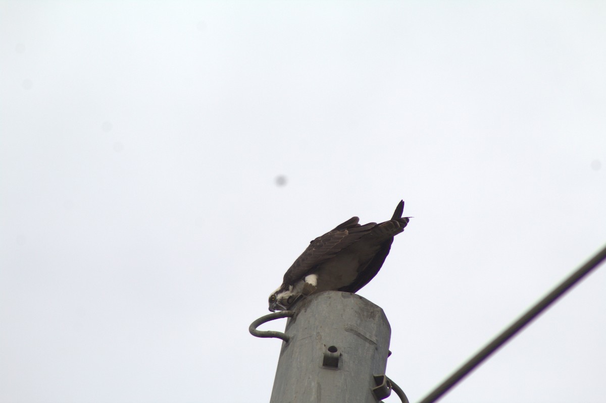 Arrano arrantzalea - ML645484543