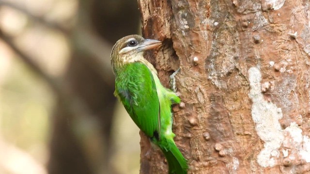 White-cheeked Barbet - ML645484546