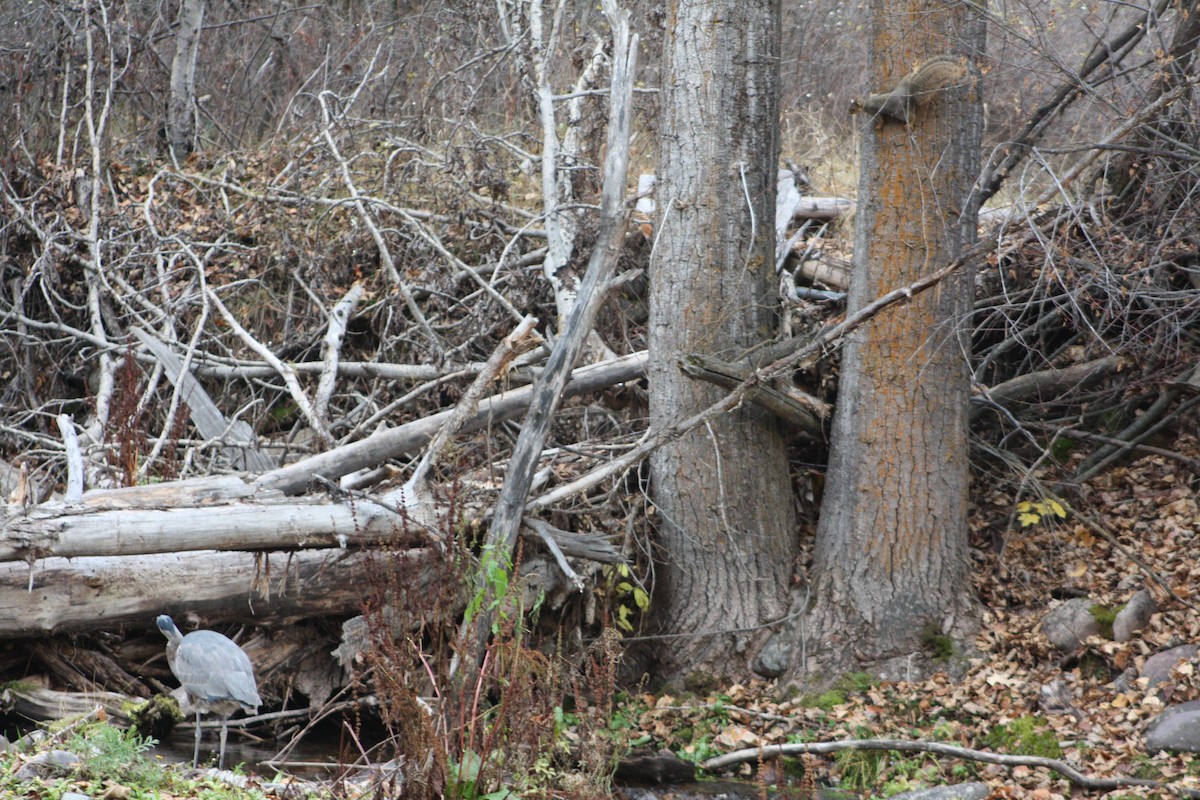 Grand Héron - ML645484550