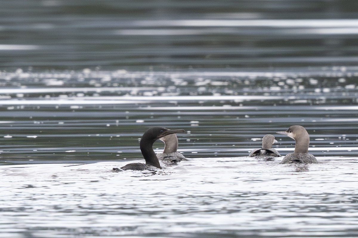 Brandt's Cormorant - ML645484554