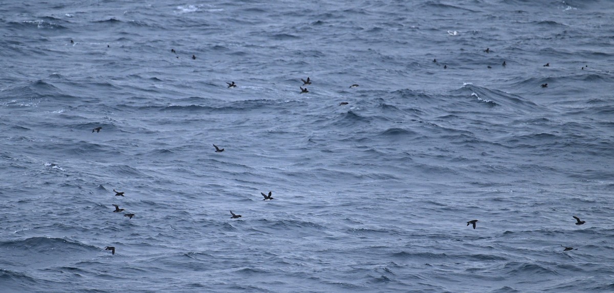 Rhinoceros Auklet - ML645484555