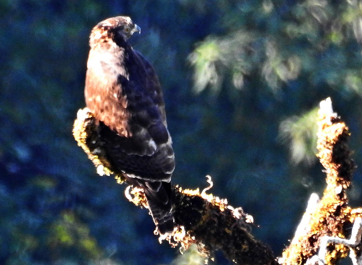 Oriental Honey-buzzard - ML645484559