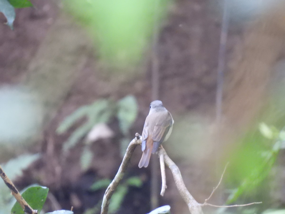 Al Kuyruklu Sinekkapan - ML645484560