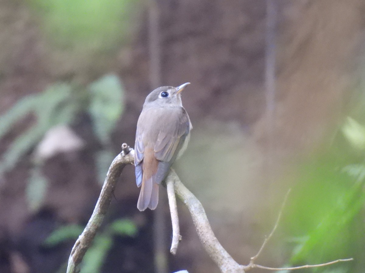 Al Kuyruklu Sinekkapan - ML645484561