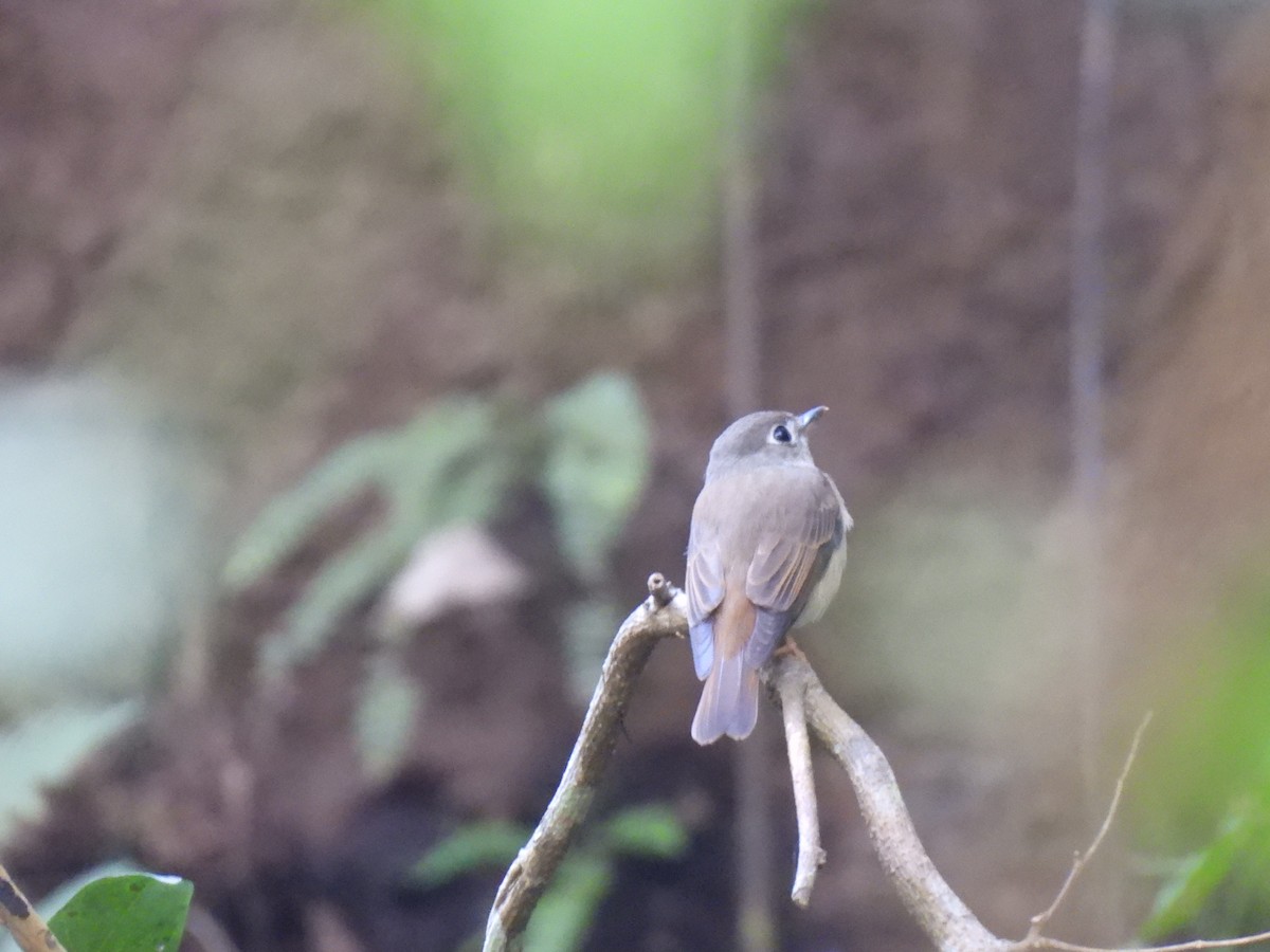 Al Kuyruklu Sinekkapan - ML645484562