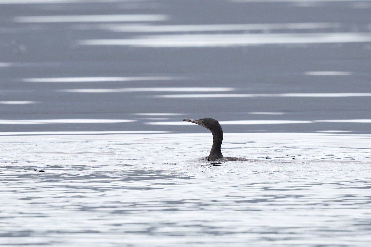 Brandt's Cormorant - ML645484563