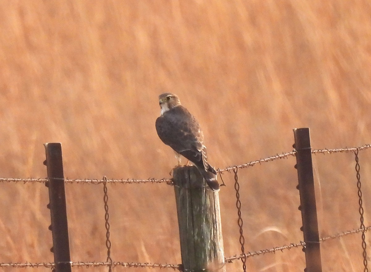 Merlin - ML645484566