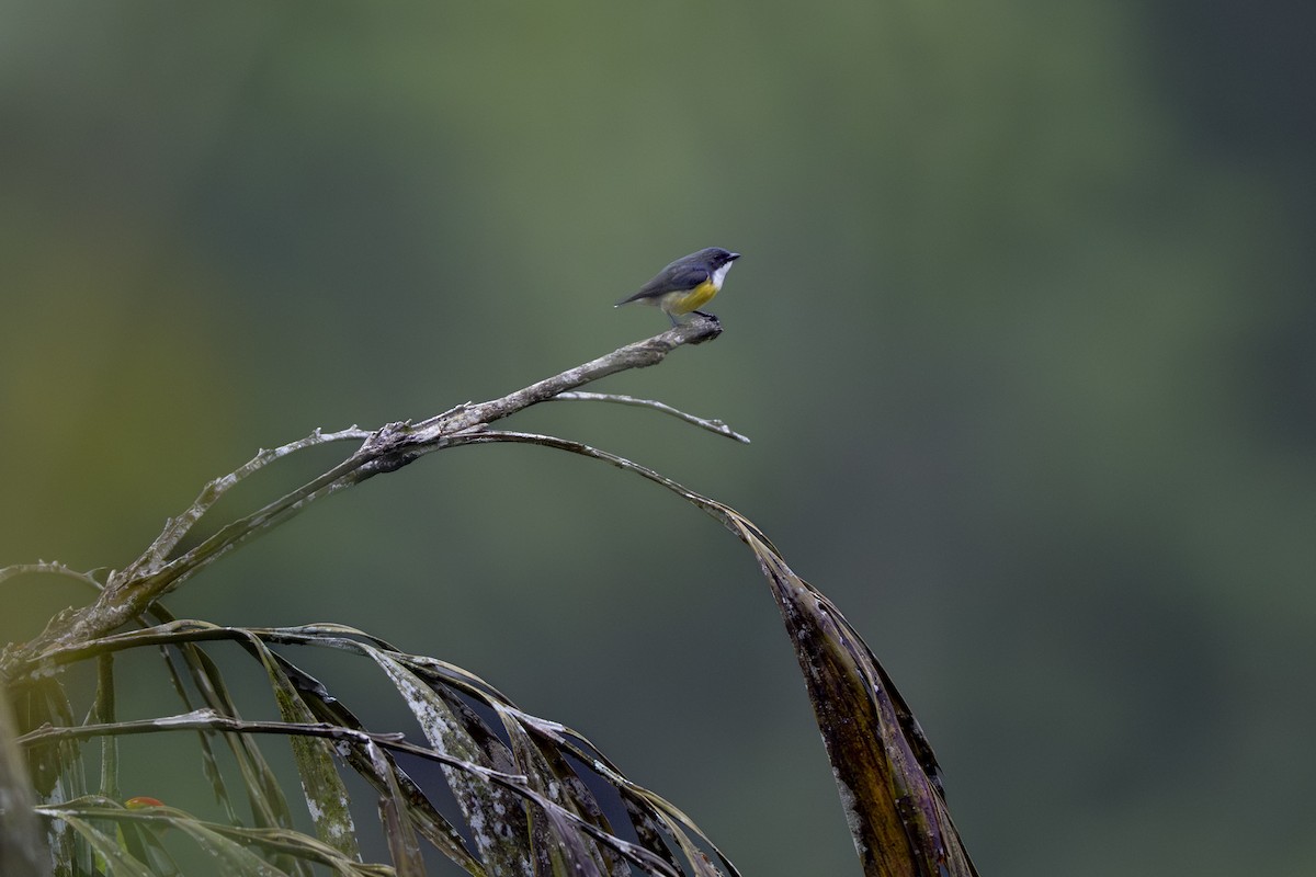White-throated Flowerpecker - ML645484570