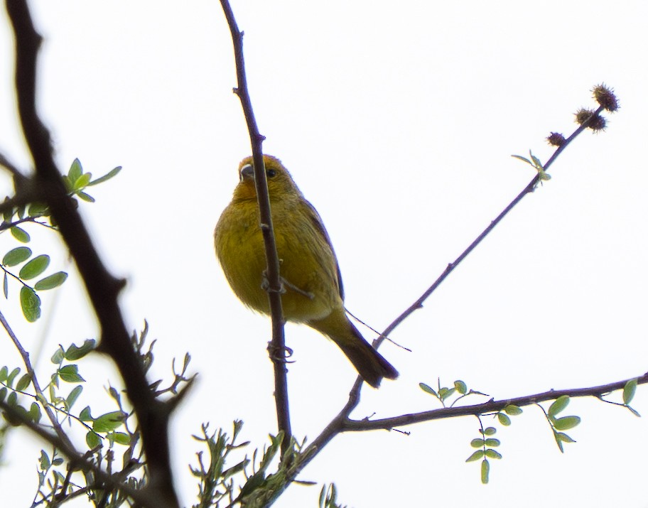 Saffron Finch - ML645484571