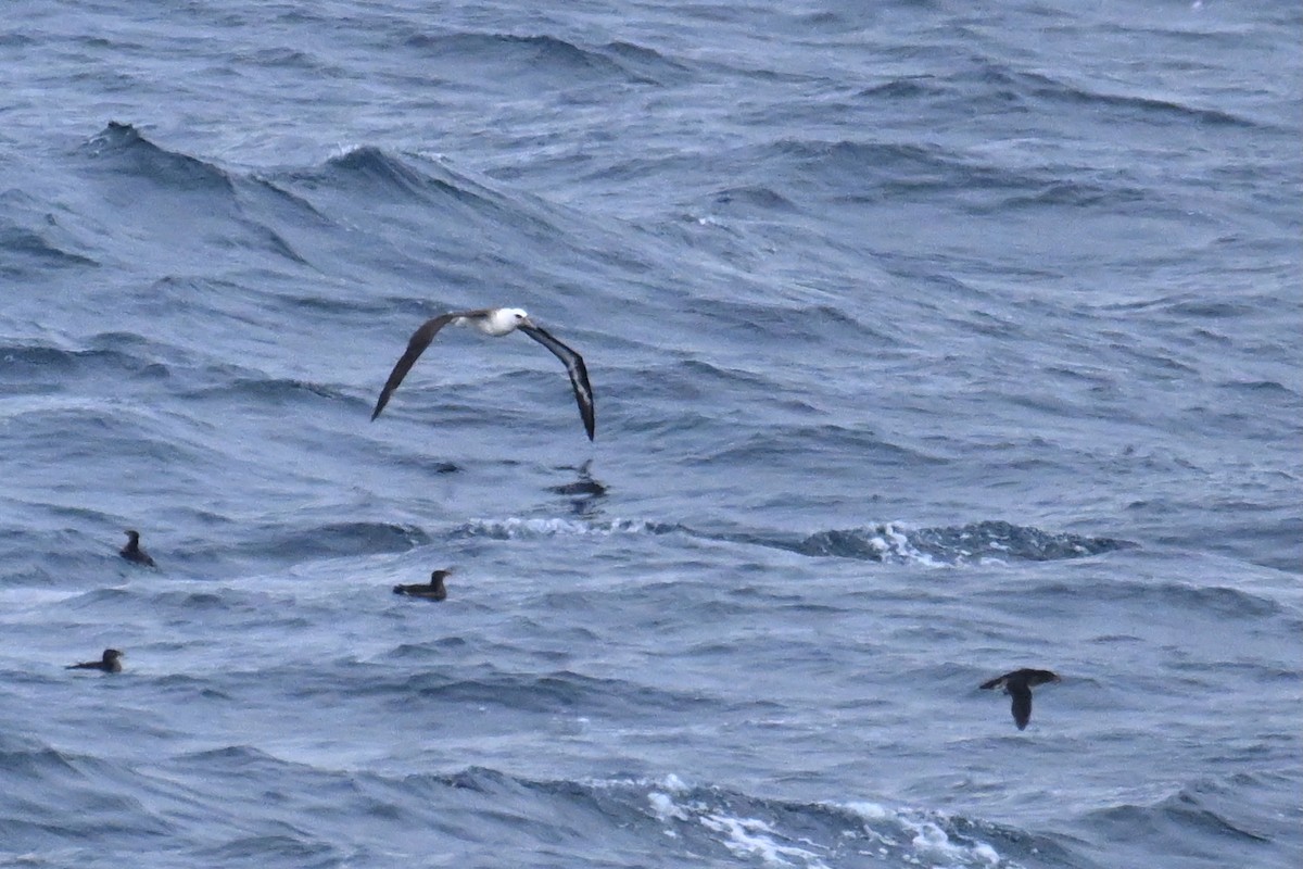 Laysan Albatross - ML645484572