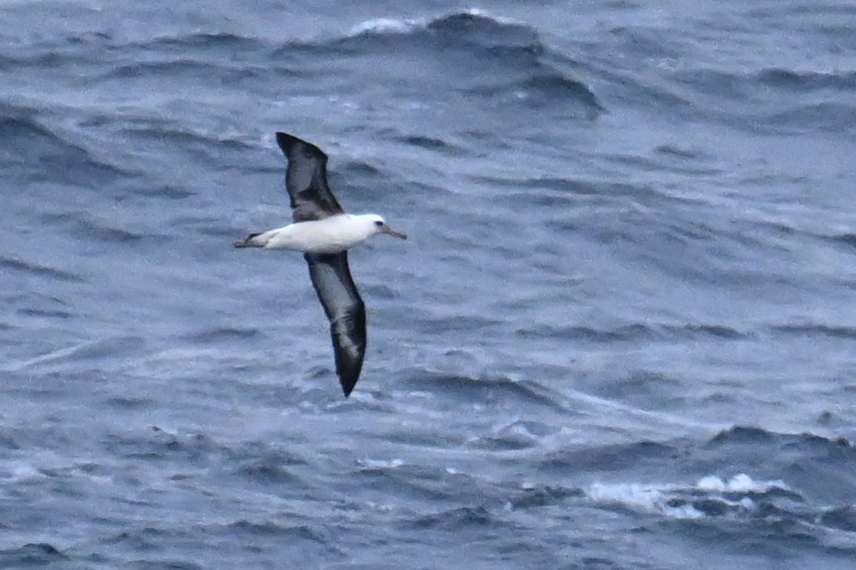 Laysan Albatross - ML645484573