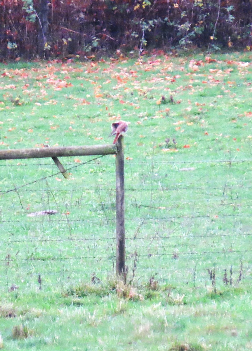 American Kestrel - ML645484575