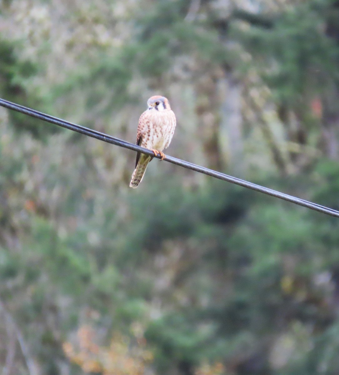 American Kestrel - ML645484576
