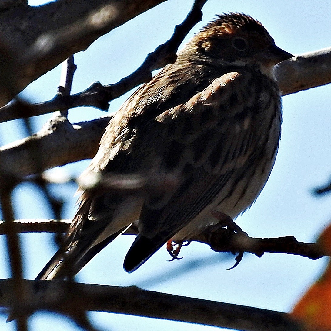 Little Bunting - ML645484577