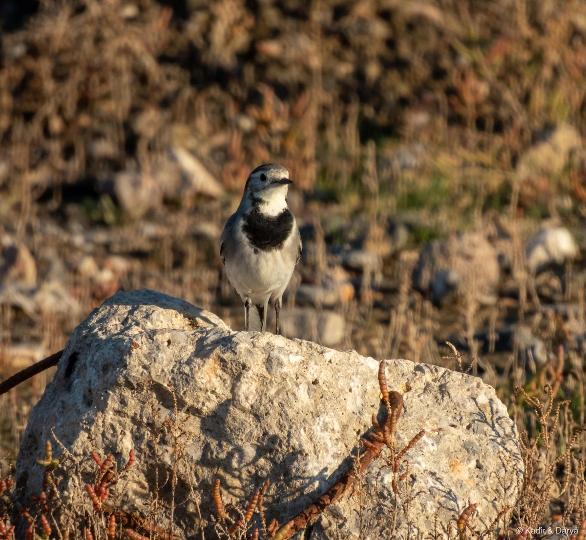 White Wagtail - ML645484578