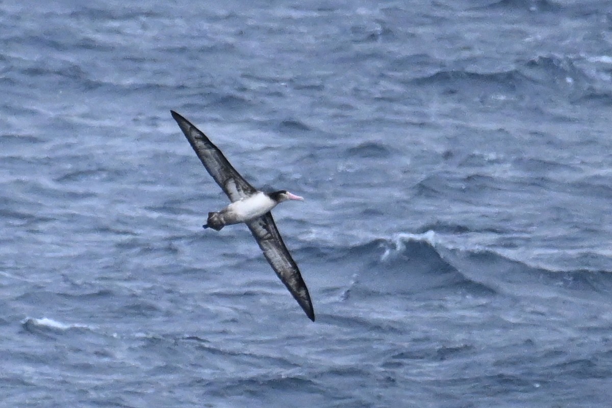 Short-tailed Albatross - ML645484579