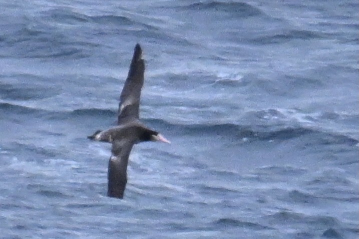 Short-tailed Albatross - ML645484580