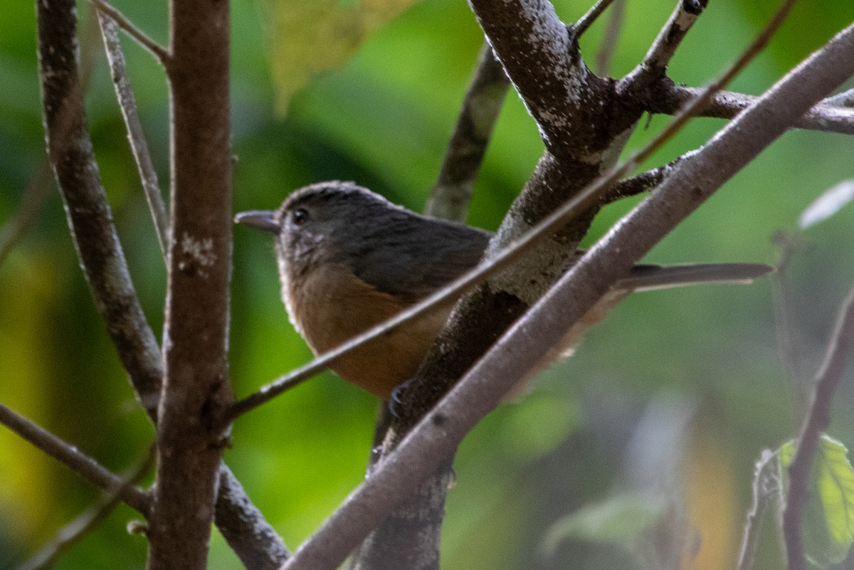 Sulphur-crested Cockatoo - ML645484582
