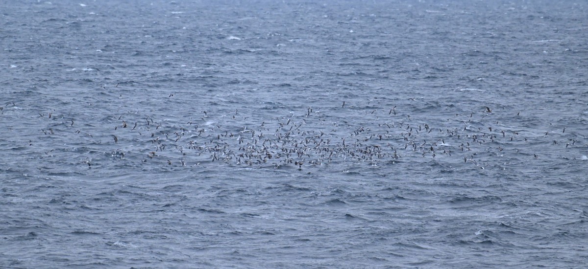 Larus sp. - ML645484583