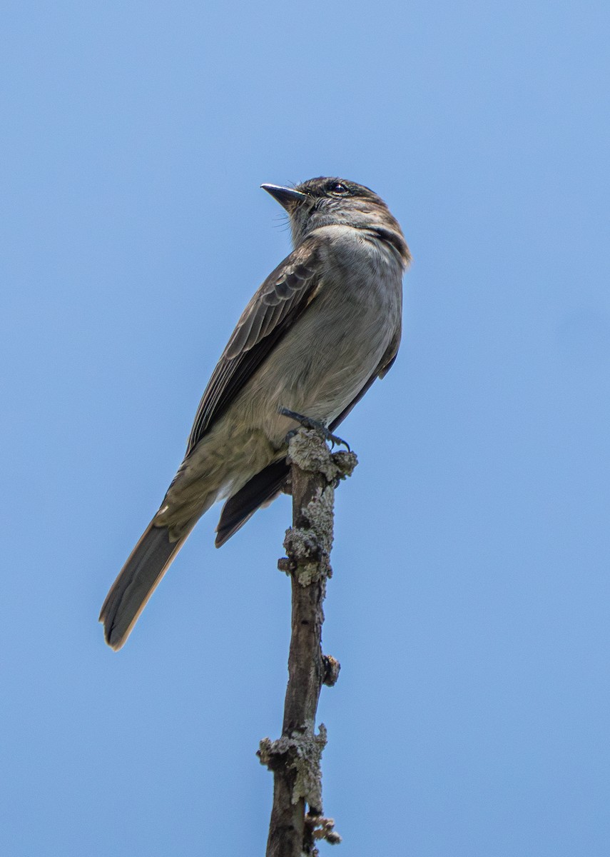 Crowned Slaty Flycatcher - ML645484584