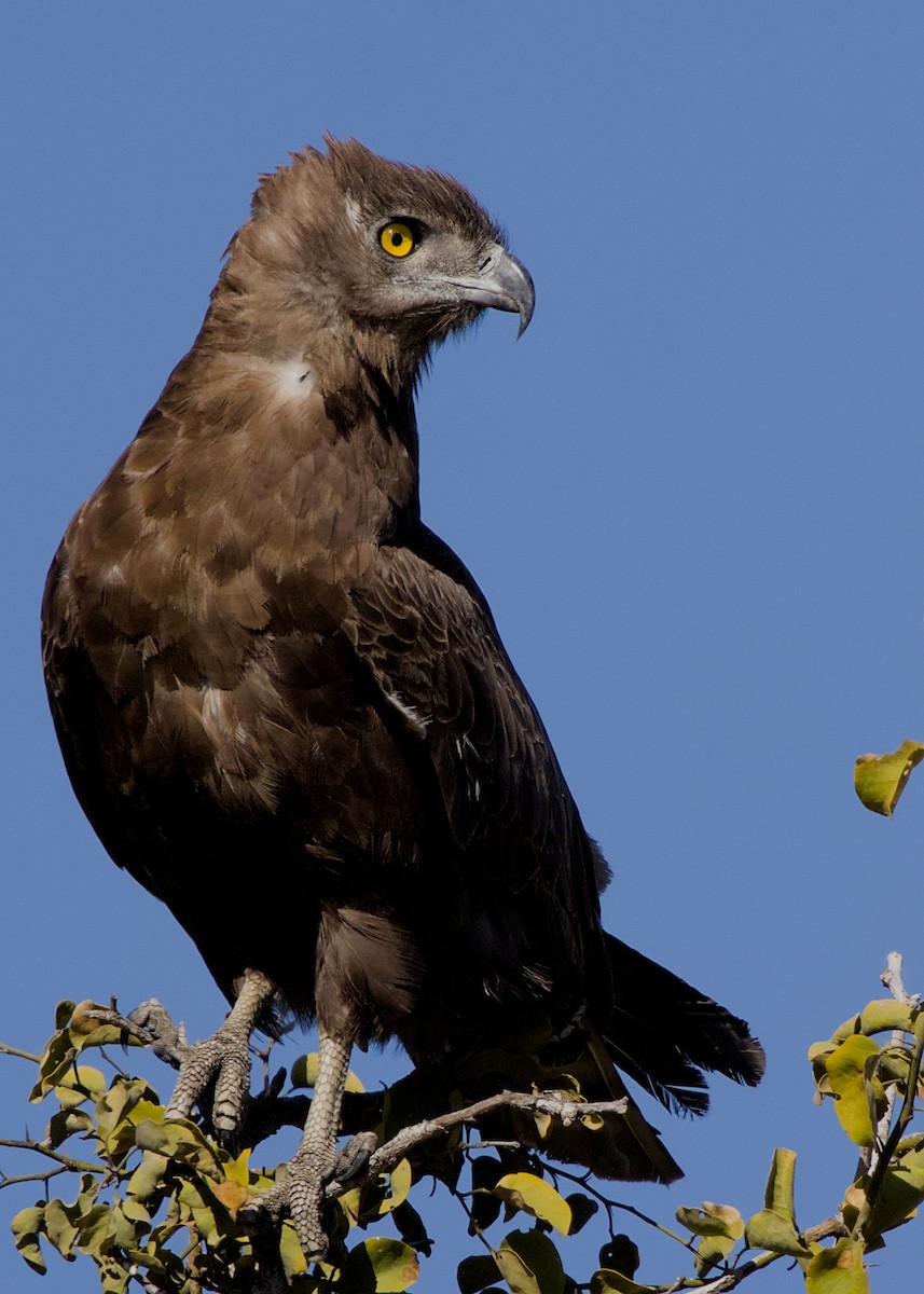 Brown Snake-Eagle - ML645484585