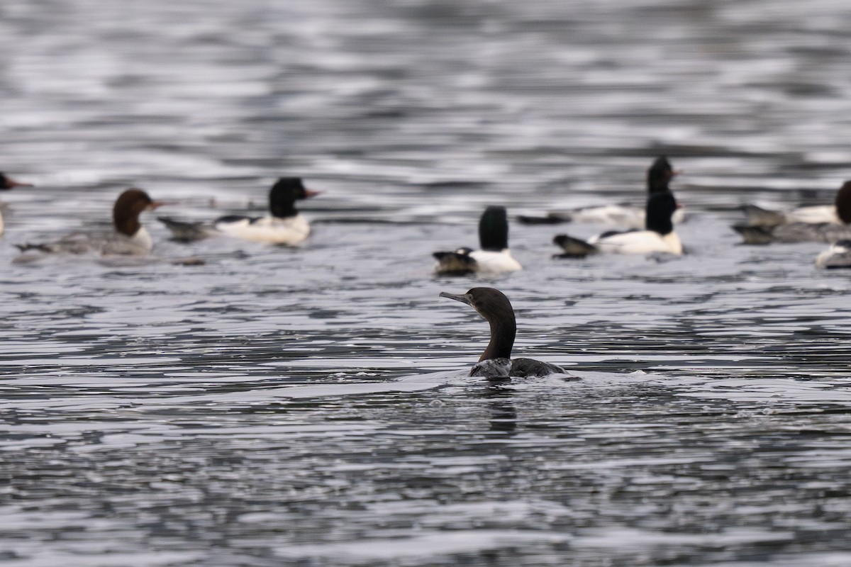 Brandt's Cormorant - ML645484588