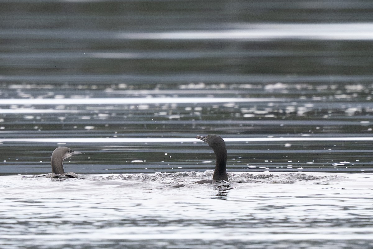 Brandt's Cormorant - ML645484590