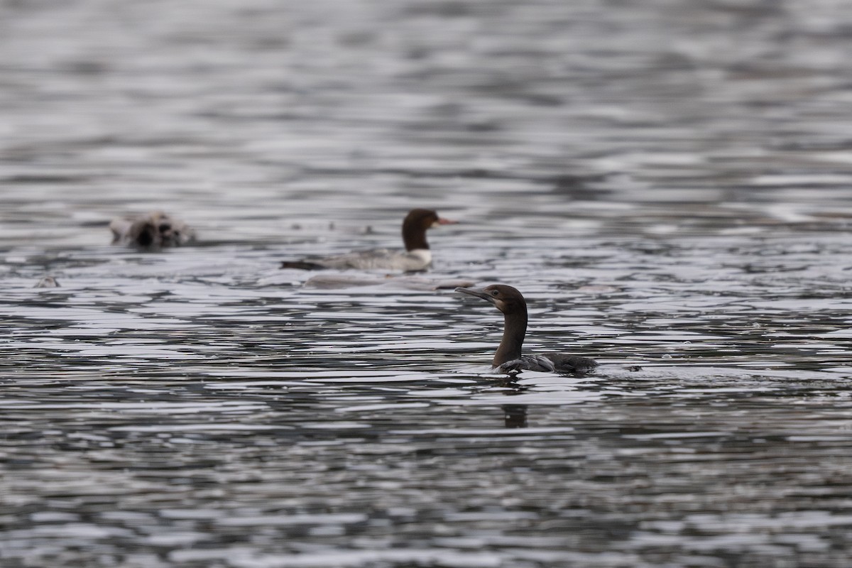 Brandt's Cormorant - ML645484592