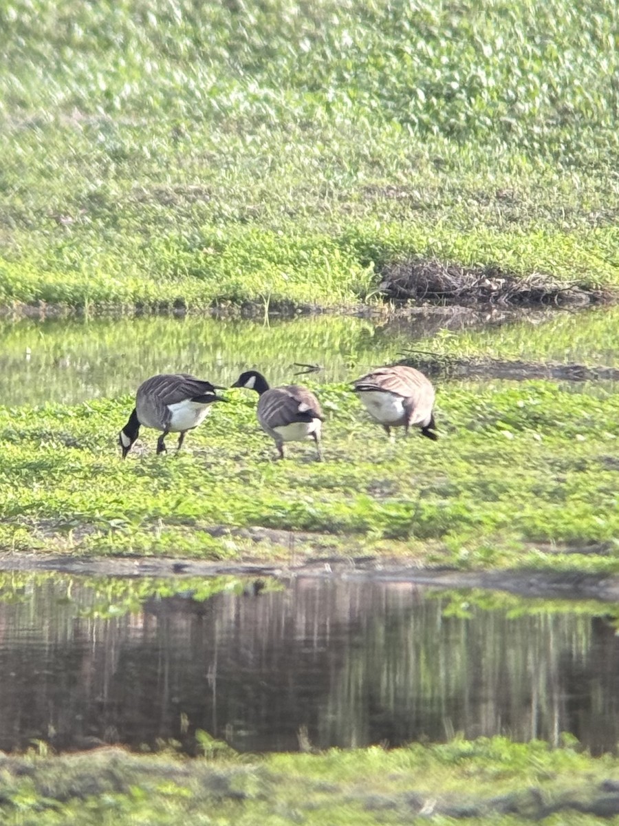 Cackling Goose - ML645484593