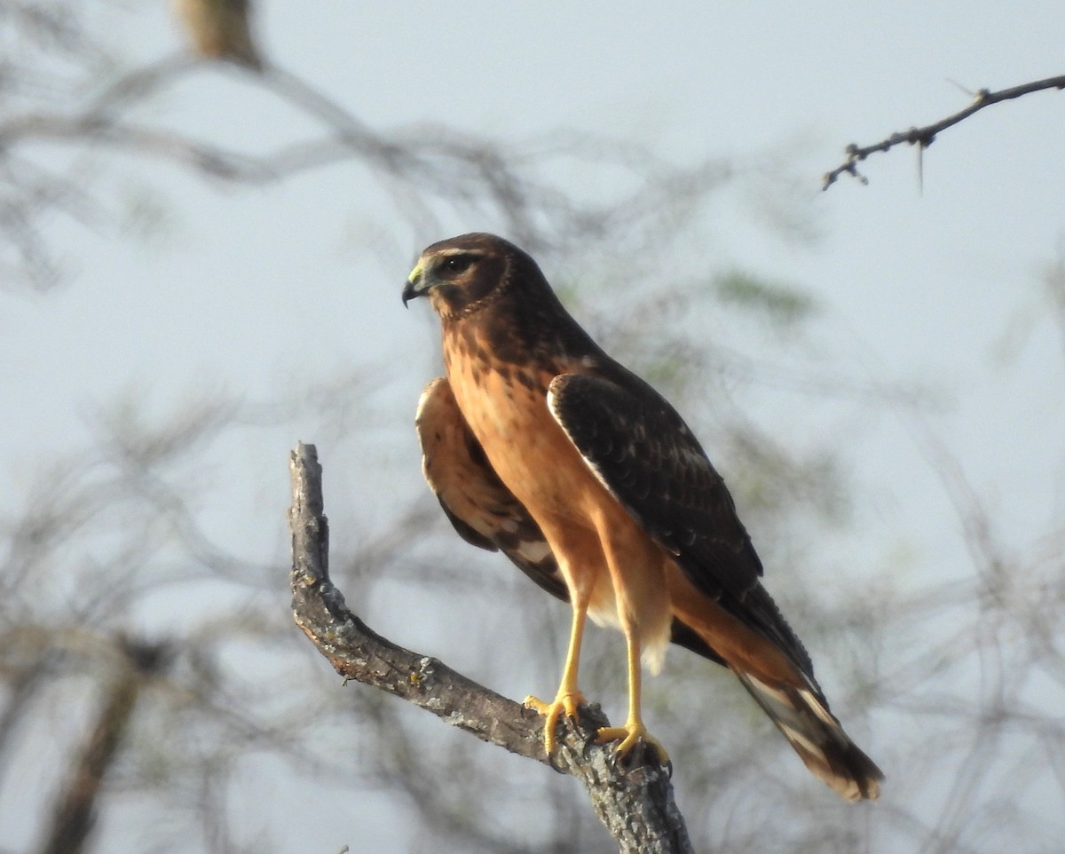 Northern Harrier - ML645484594