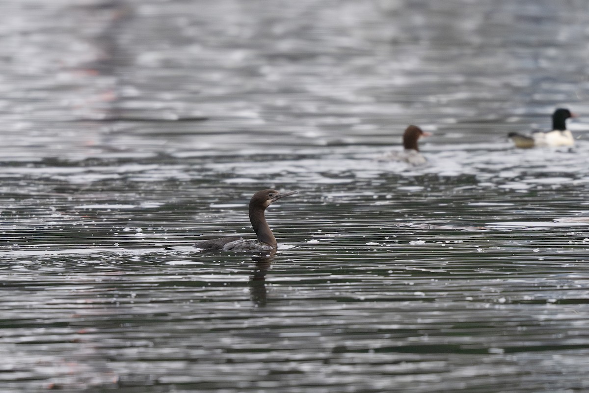 Brandt's Cormorant - ML645484595