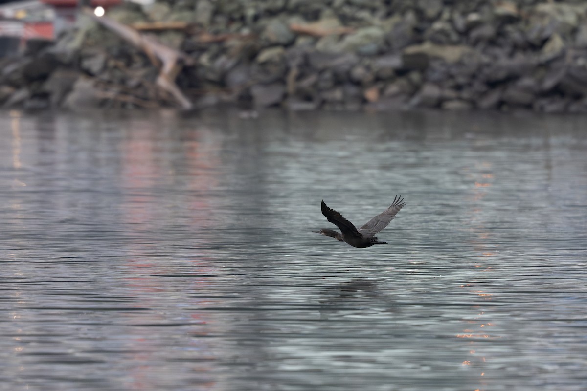 Brandt's Cormorant - ML645484597