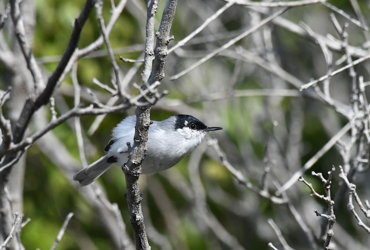 Yucatan Gnatcatcher - ML645484598