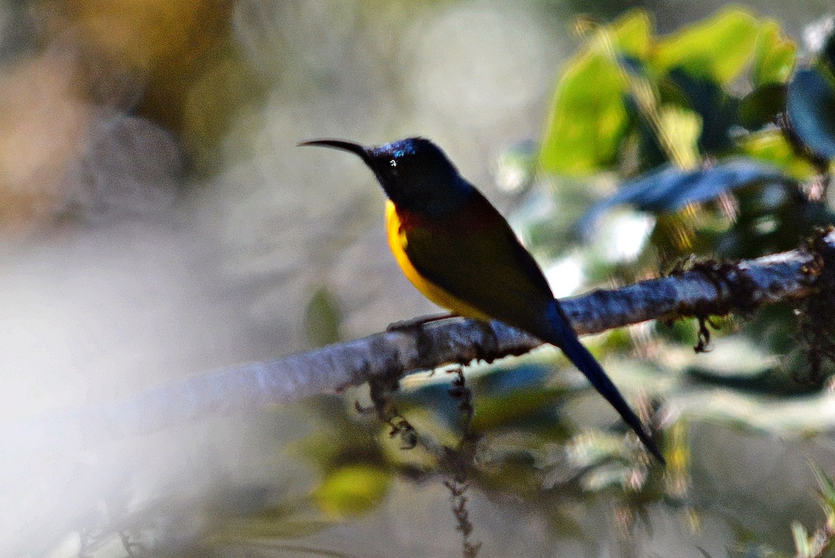 grønnstjertsolfugl - ML645484599