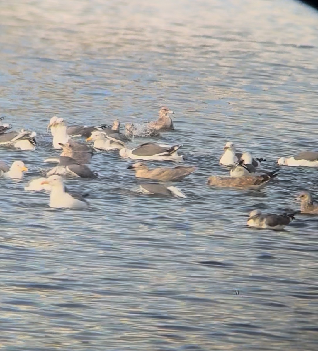 Glaucous-winged Gull - ML645484600