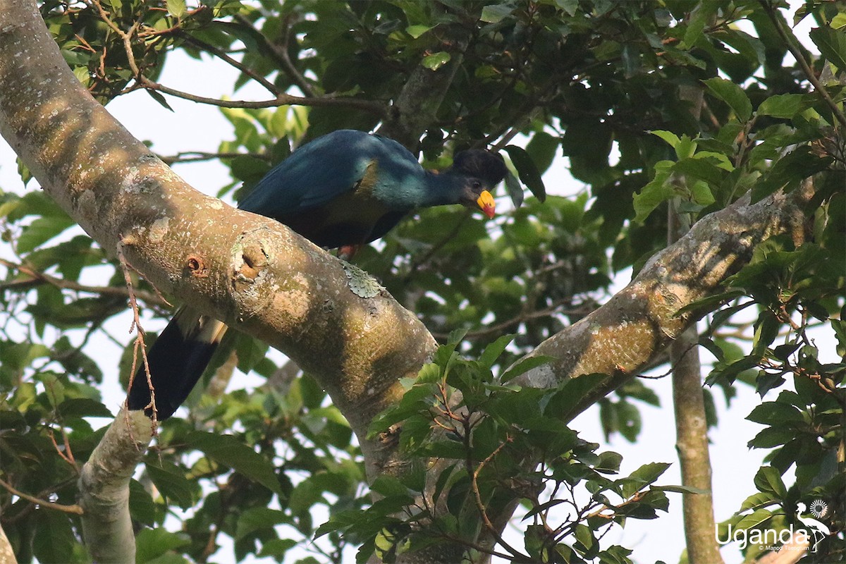 Great Blue Turaco - ML645484601