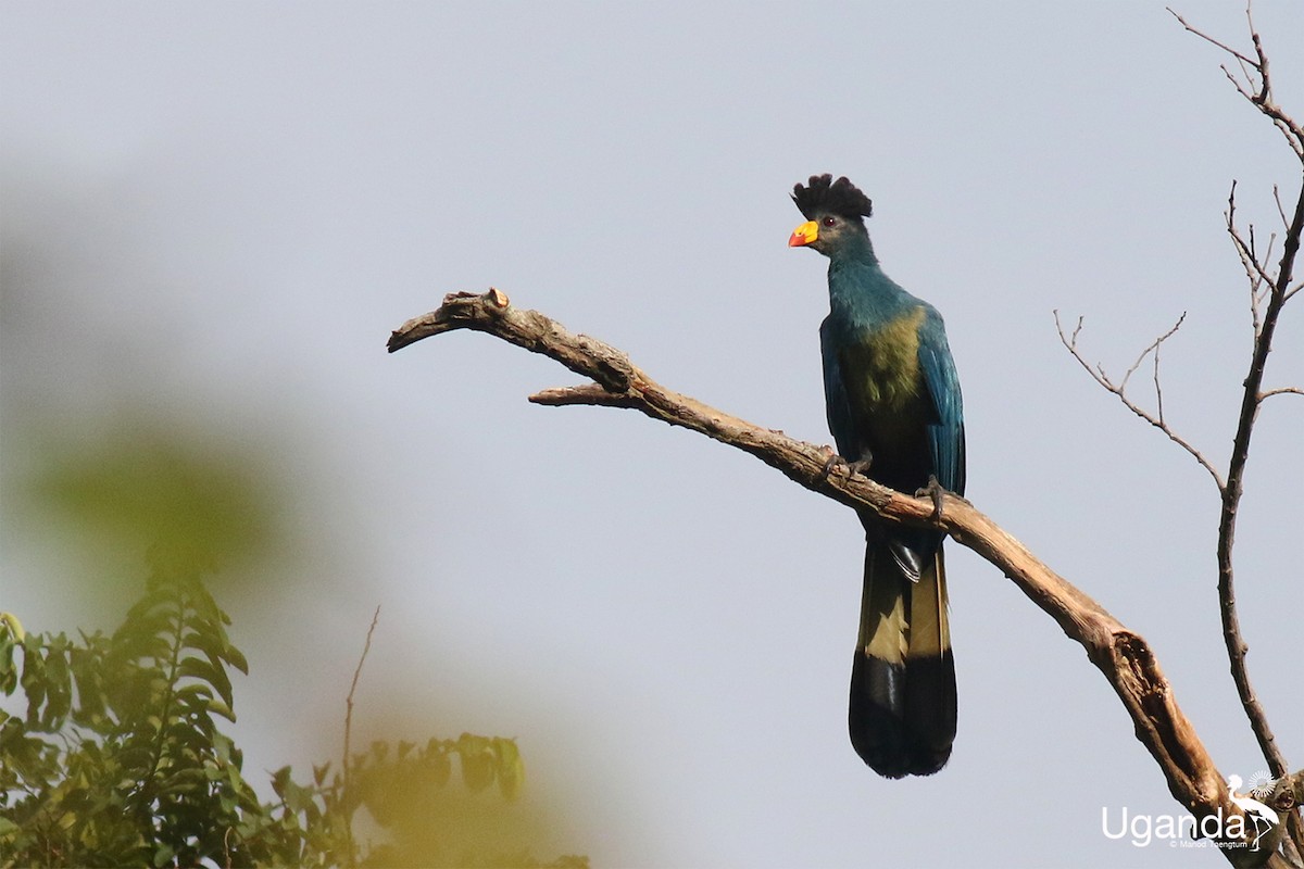 kjempeturako - ML645484603