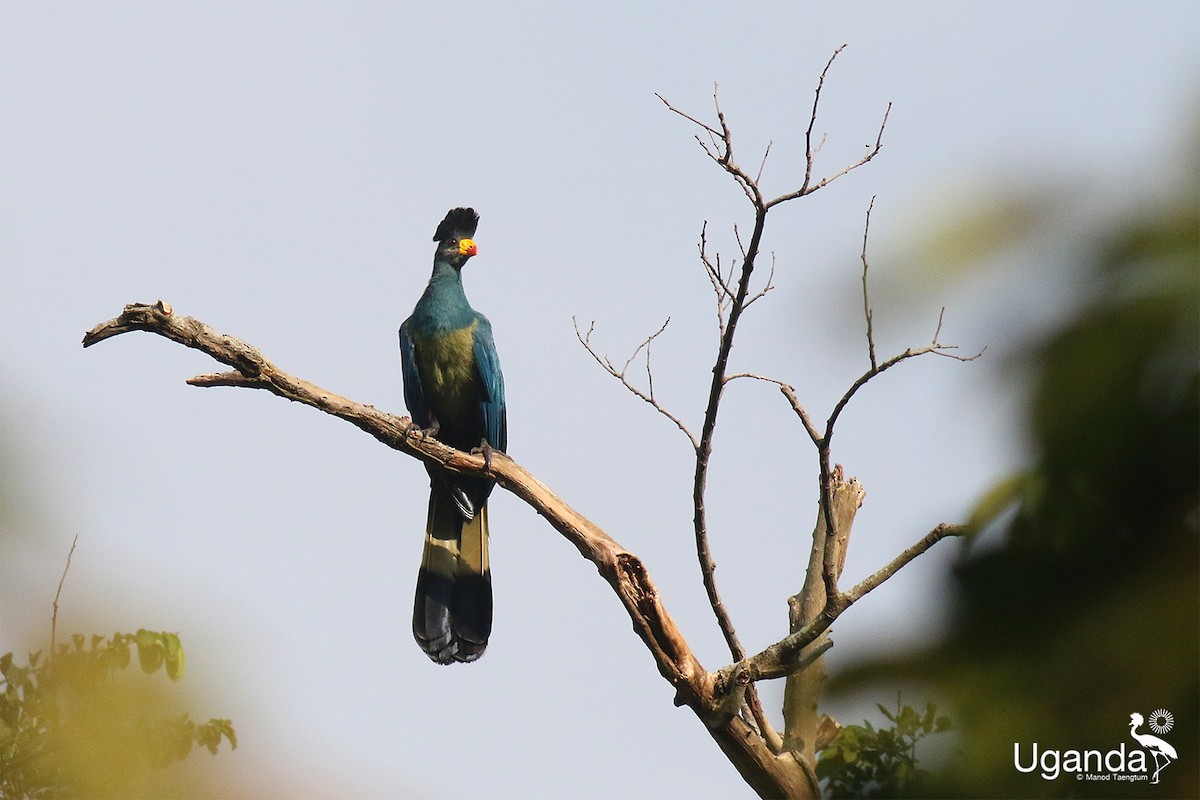 Great Blue Turaco - ML645484604