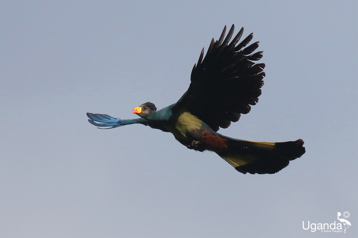 Great Blue Turaco - ML645484605